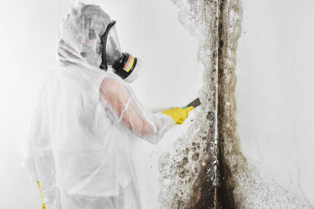 Best Water Damage & Mold Remediation  in Carlinvle, IL