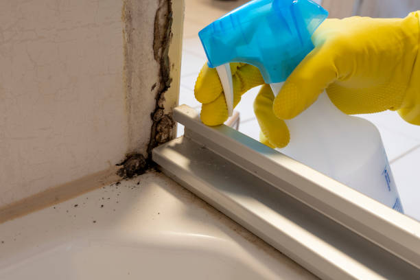 Best Emergency Mold Remediation  in Carlinvle, IL